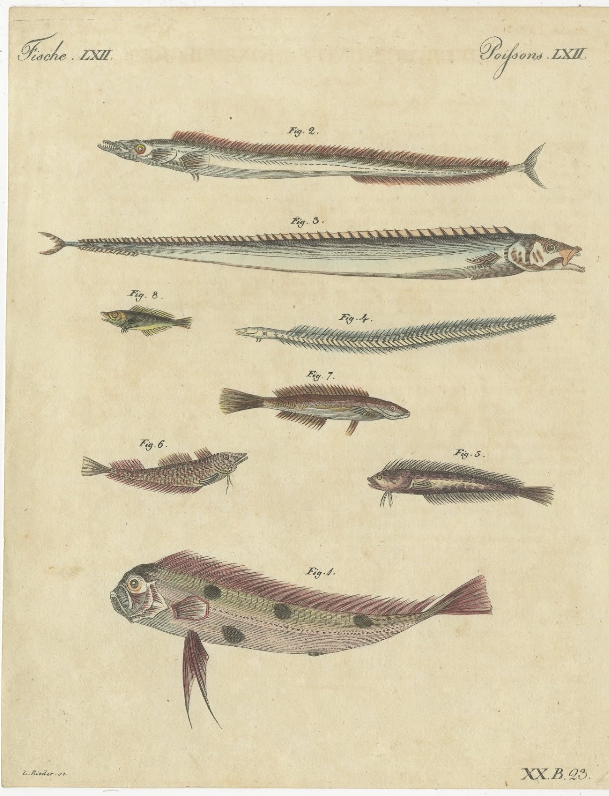 Ribbon Fish and Other Marine Fishes, Antique Bertuch Print, circa 1820