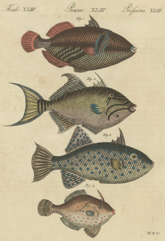 Triggerfish and Filefish from Tropical Reefs, Antique Bertuch Print, circa 1815