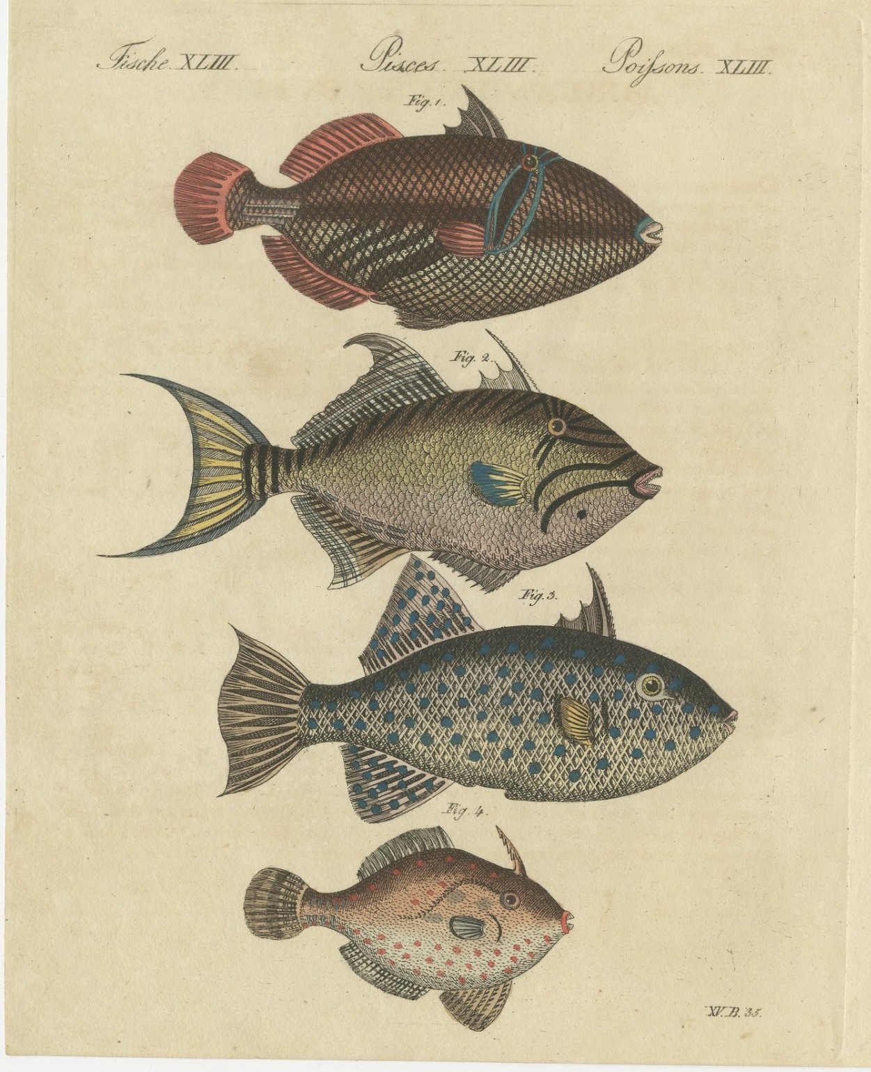 Triggerfish and Filefish from Tropical Reefs, Antique Bertuch Print, circa 1815