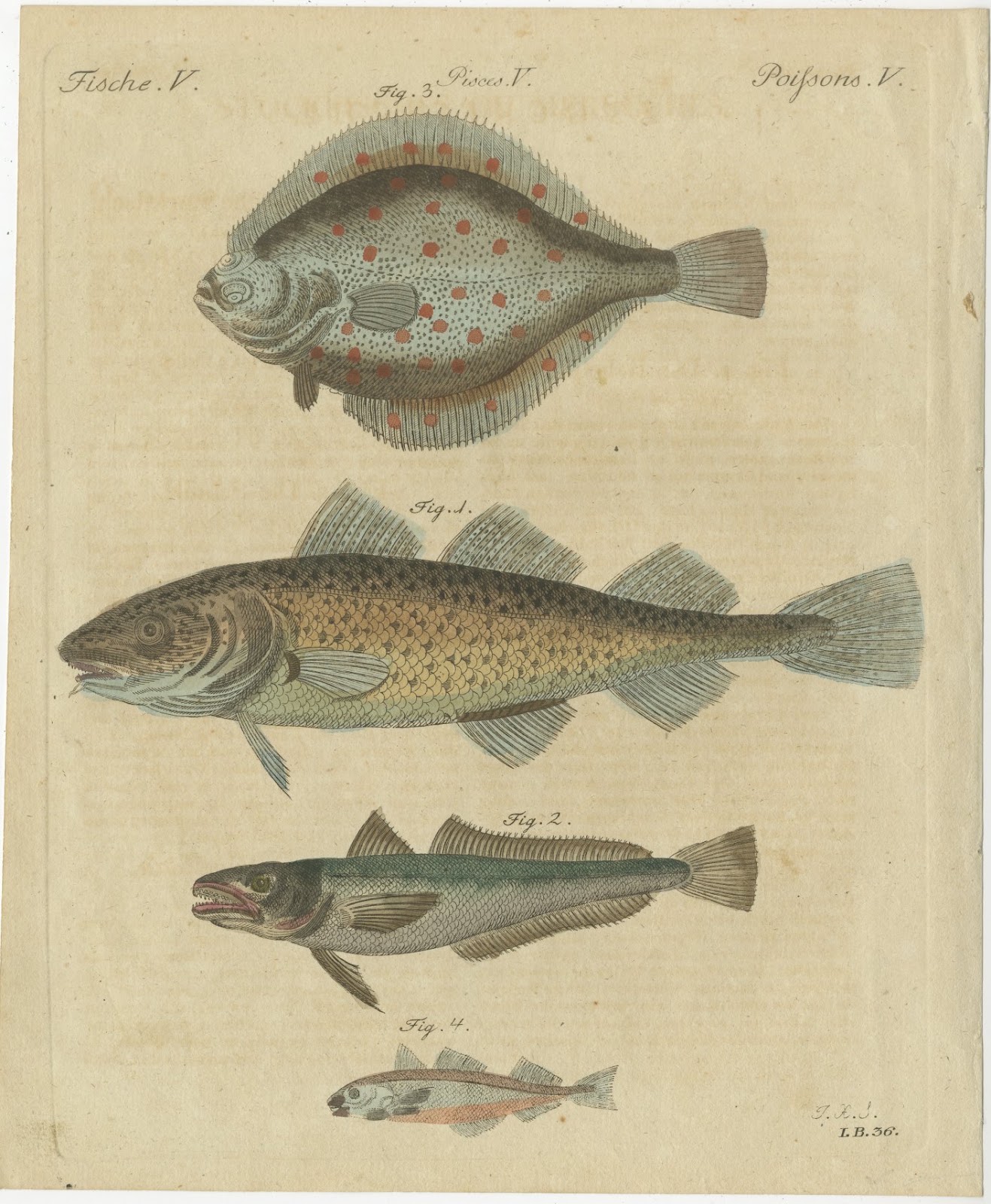Cod, Plaice and Haddock, the Stockfish Plate, Antique Bertuch Print, circa 1805