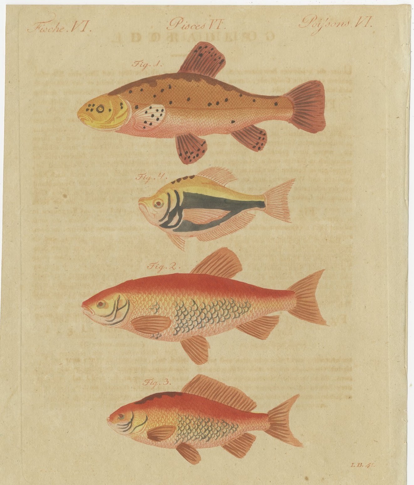 Goldfish, Golden Tench and Orfe, Antique Bertuch Print, circa 1805