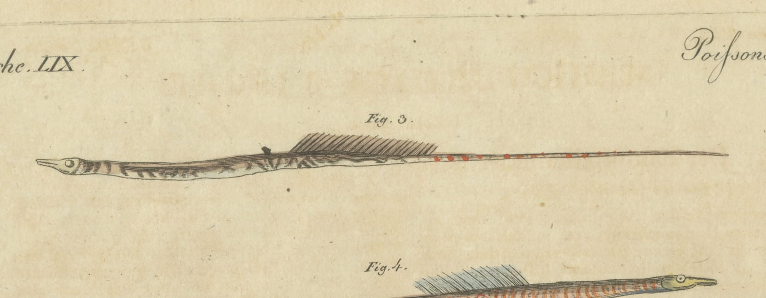 Hammerhead Shark with Pipefish and Sea Moths, Antique Bertuch Print, circa 1820