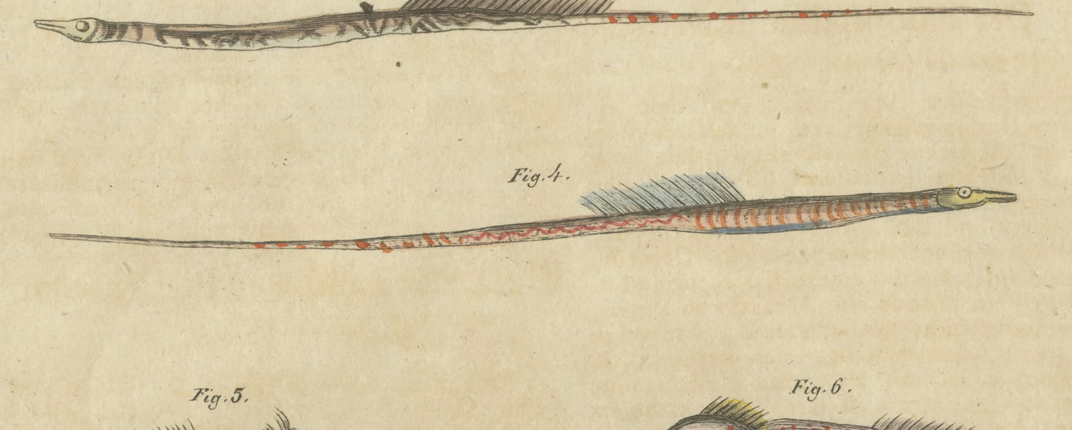 Hammerhead Shark with Pipefish and Sea Moths, Antique Bertuch Print, circa 1820