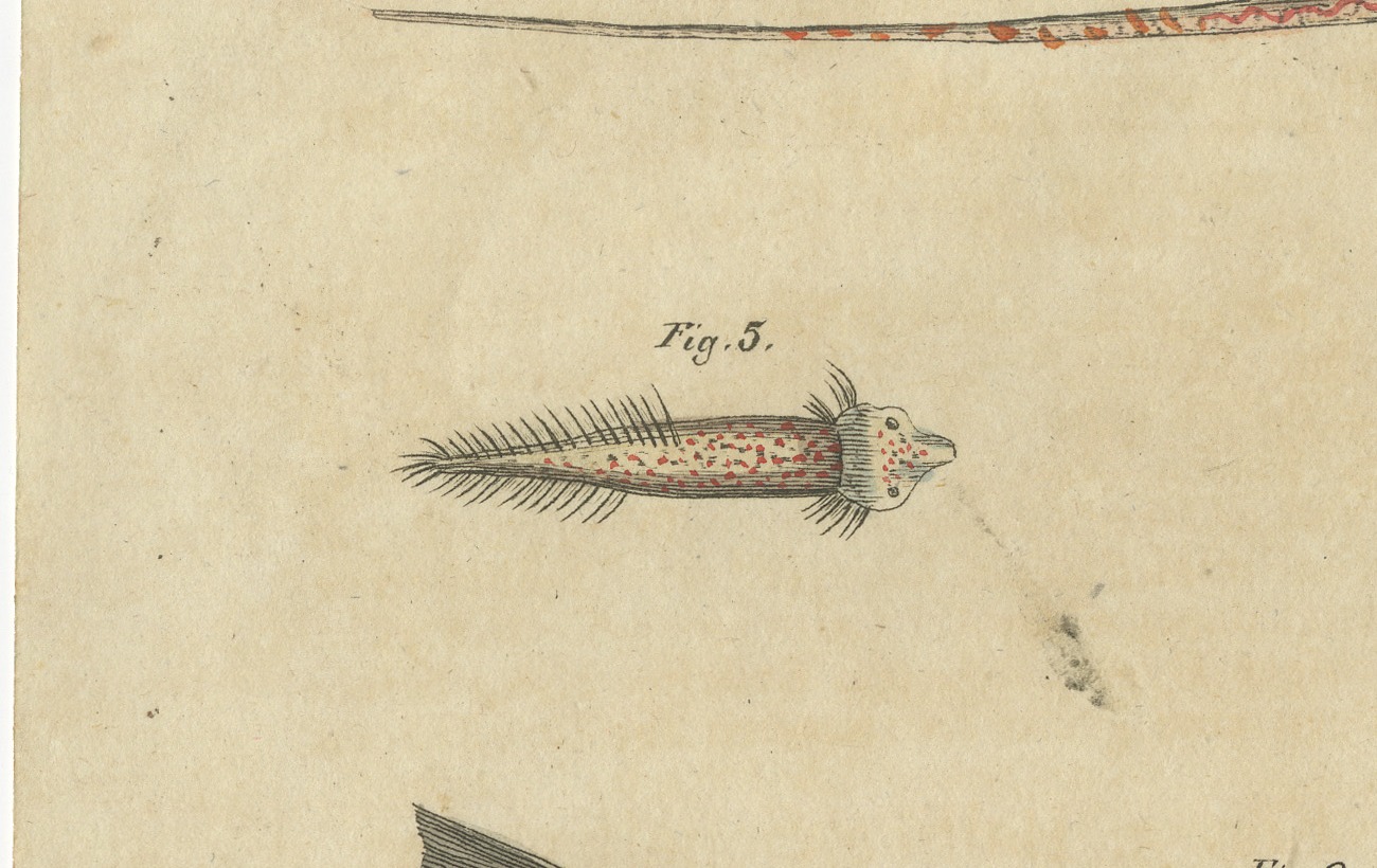 Hammerhead Shark with Pipefish and Sea Moths, Antique Bertuch Print, circa 1820