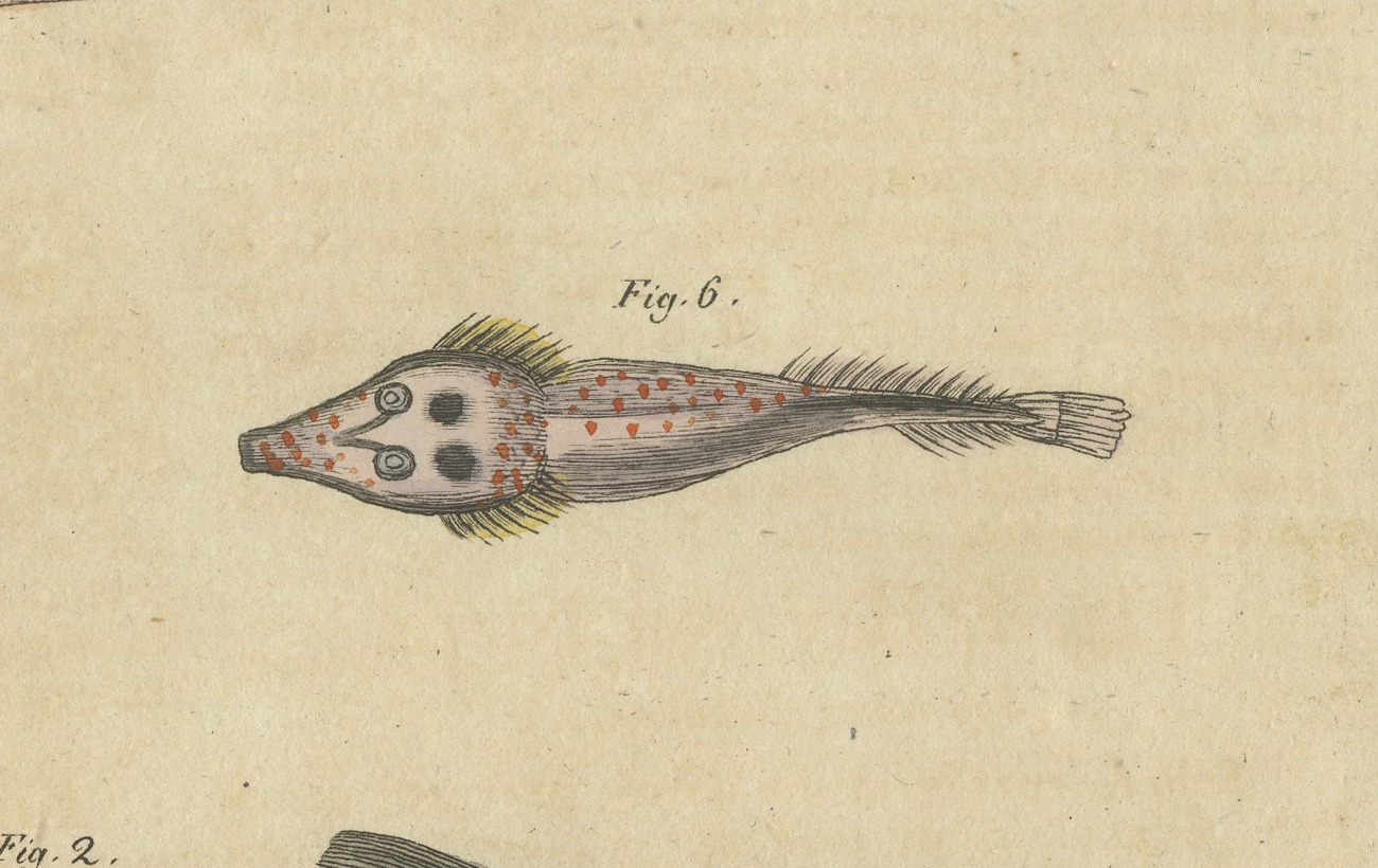 Hammerhead Shark with Pipefish and Sea Moths, Antique Bertuch Print, circa 1820