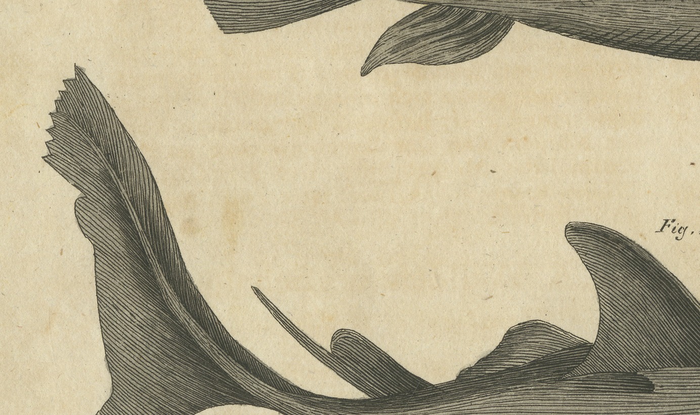 Hammerhead Shark with Pipefish and Sea Moths, Antique Bertuch Print, circa 1820