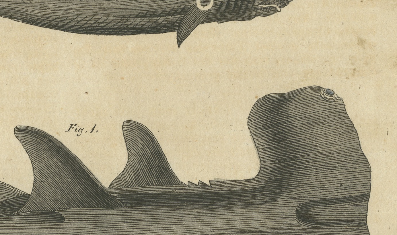 Hammerhead Shark with Pipefish and Sea Moths, Antique Bertuch Print, circa 1820