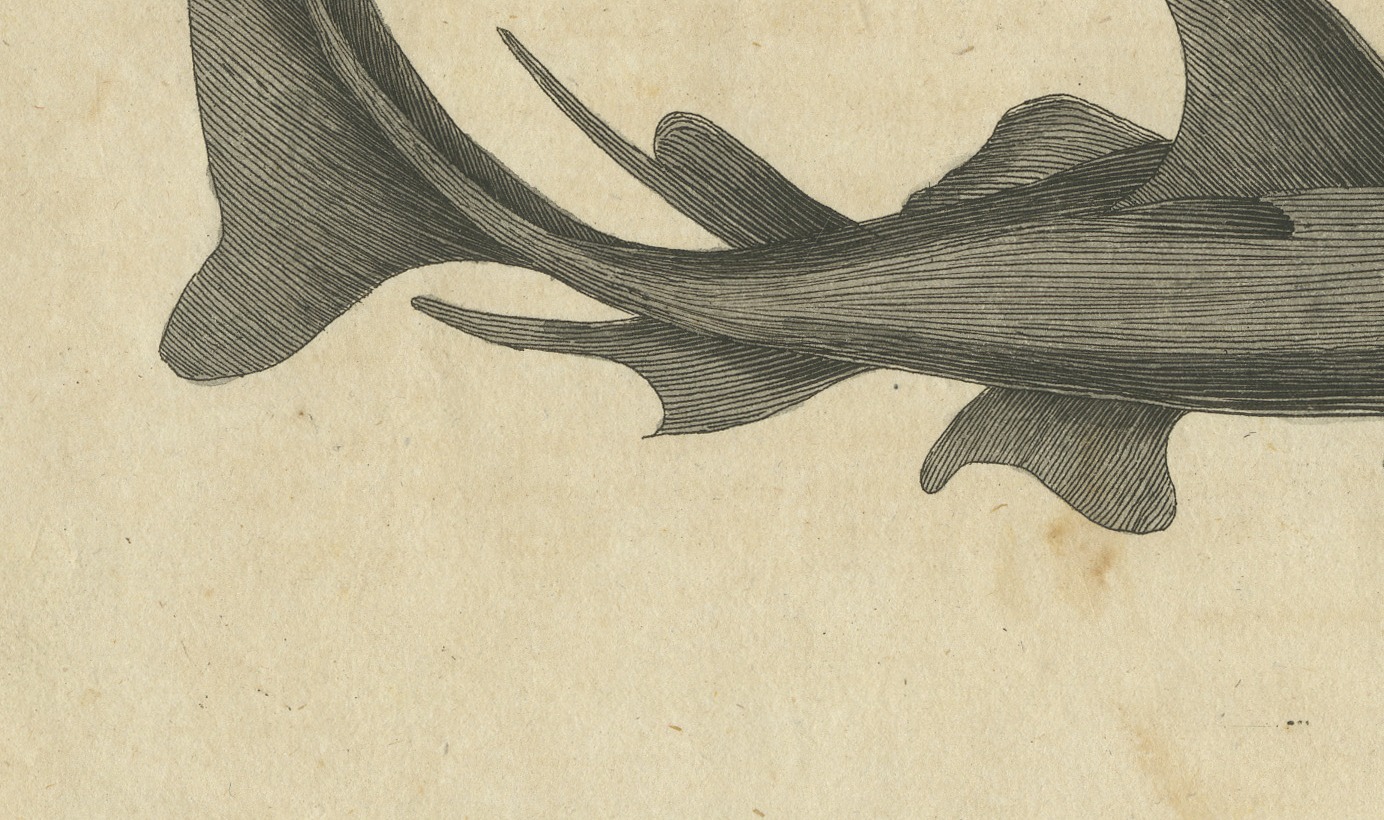 Hammerhead Shark with Pipefish and Sea Moths, Antique Bertuch Print, circa 1820