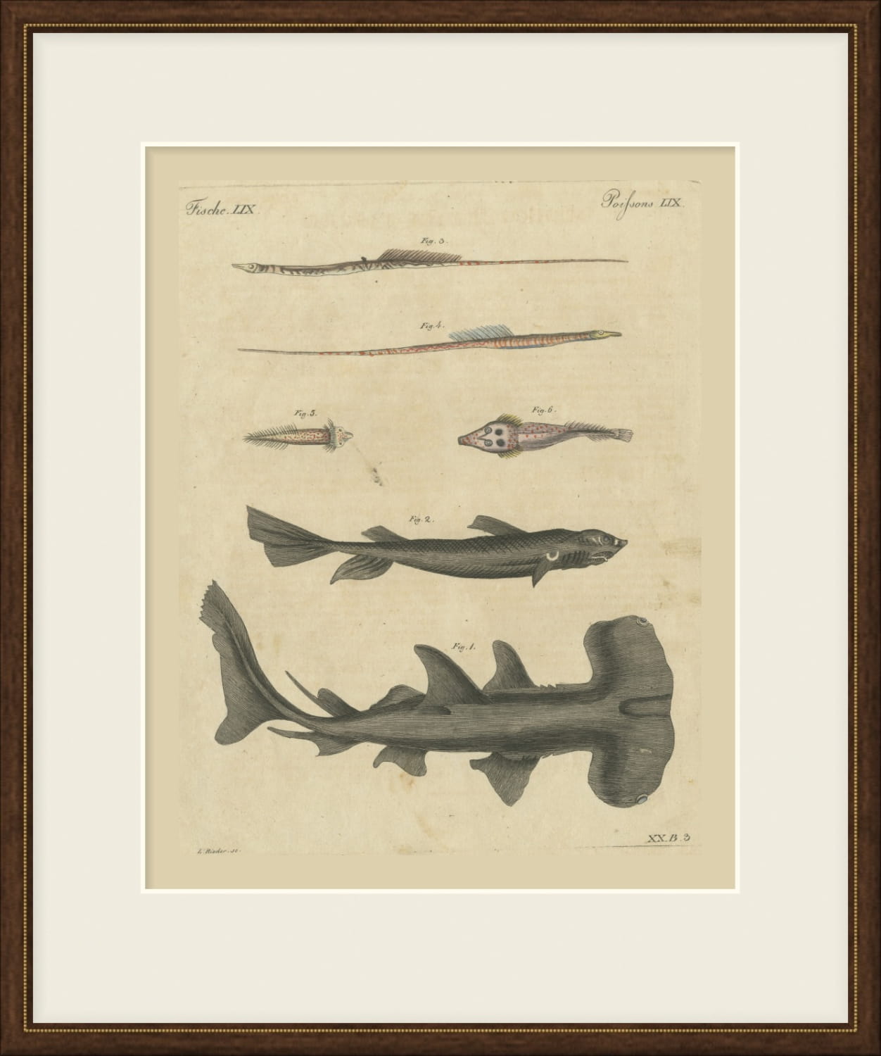 Hammerhead Shark with Pipefish and Sea Moths, Antique Bertuch Print, circa 1820