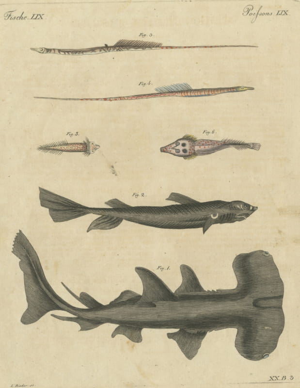 Hammerhead Shark with Pipefish and Sea Moths, Antique Bertuch Print, circa 1820