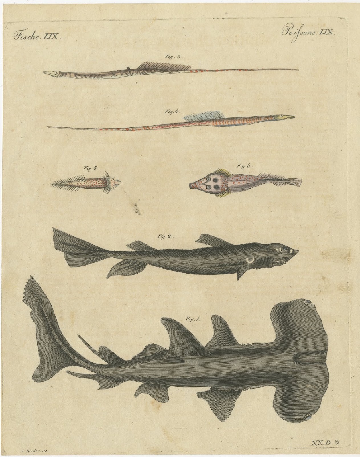 Hammerhead Shark with Pipefish and Sea Moths, Antique Bertuch Print, circa 1820