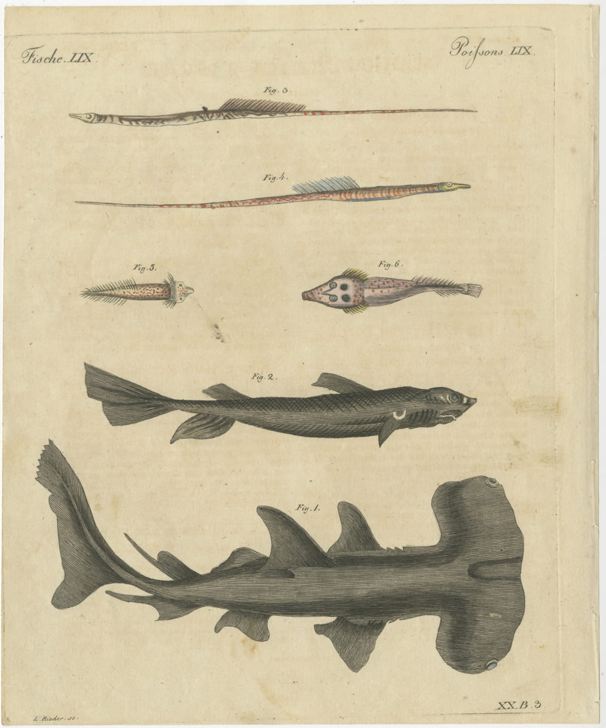 Hammerhead Shark with Pipefish and Sea Moths, Antique Bertuch Print, circa 1820