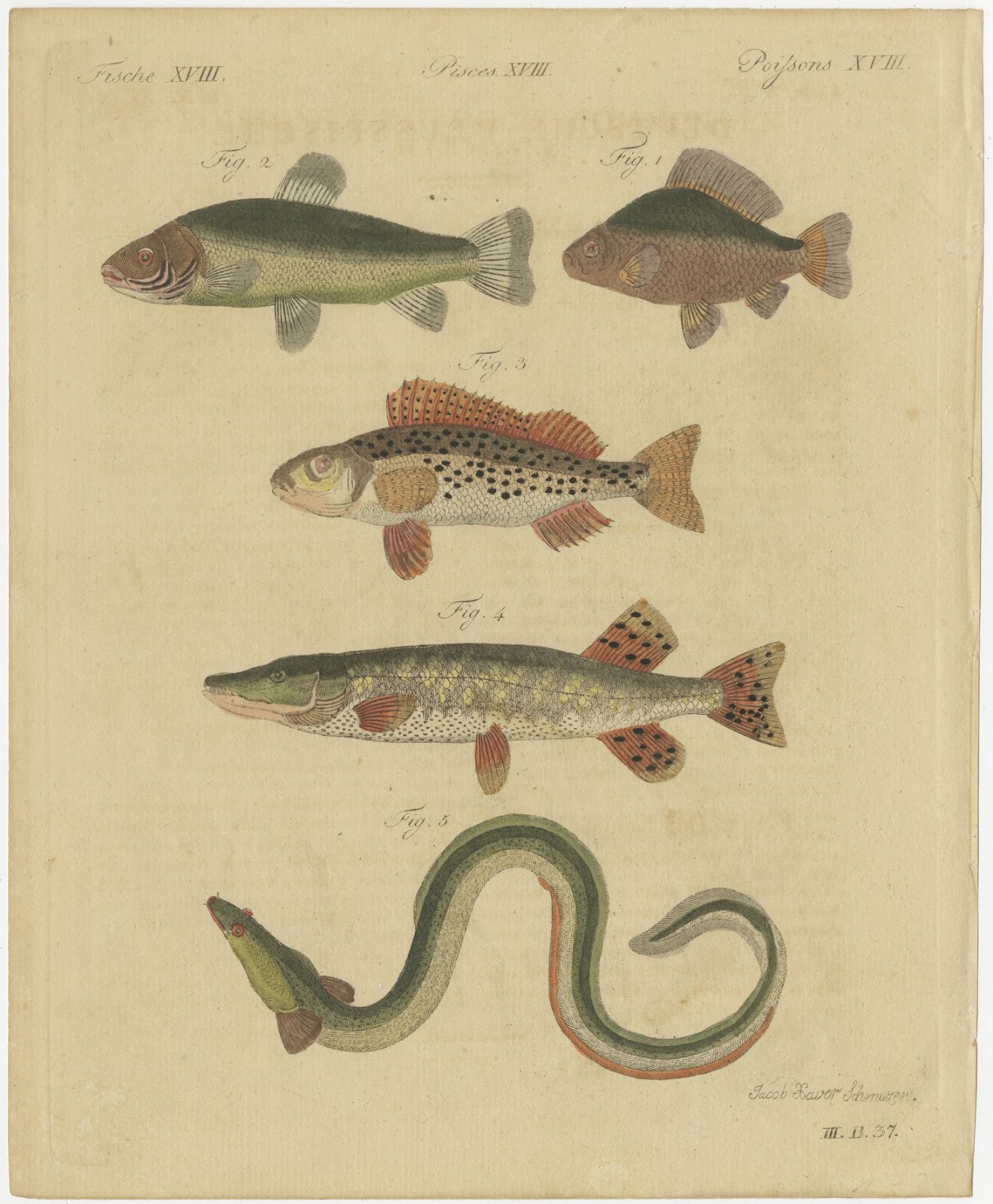Northern Pike and River Fish with an Eel, Antique Bertuch Print, circa 1805