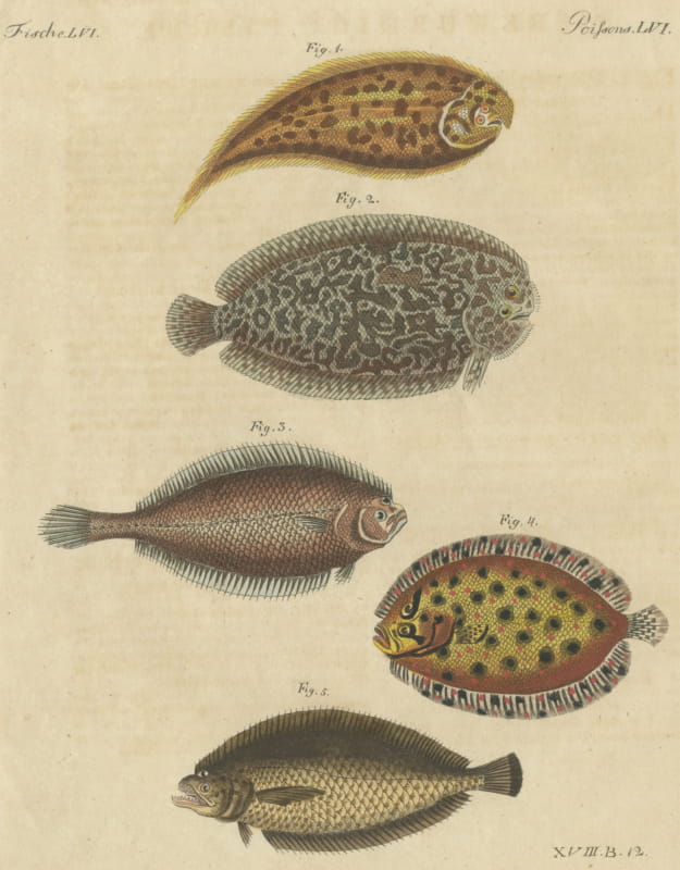 Five Soles and Flatfish, Antique Bertuch Print, circa 1815