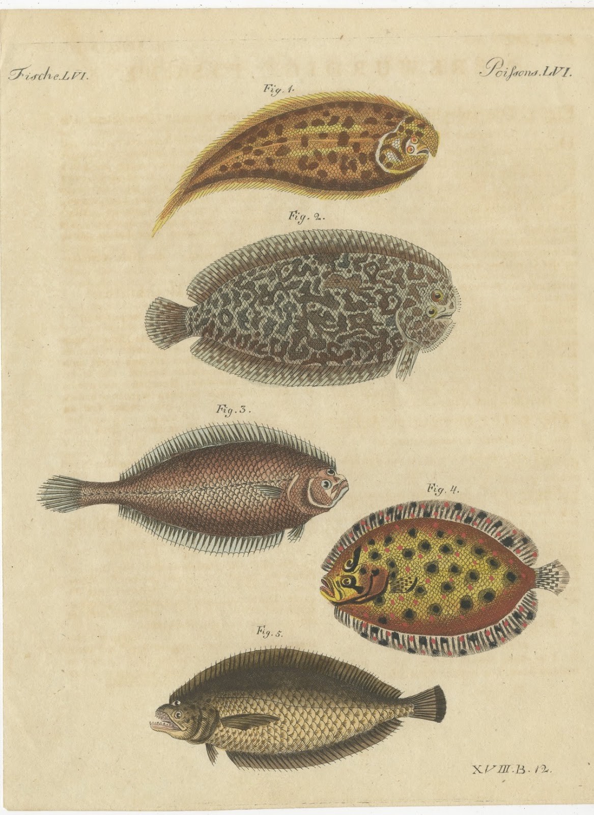 Five Soles and Flatfish, Antique Bertuch Print, circa 1815