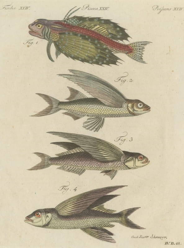 Flying Fish with a Flying Gurnard, Antique Bertuch Print, circa 1805