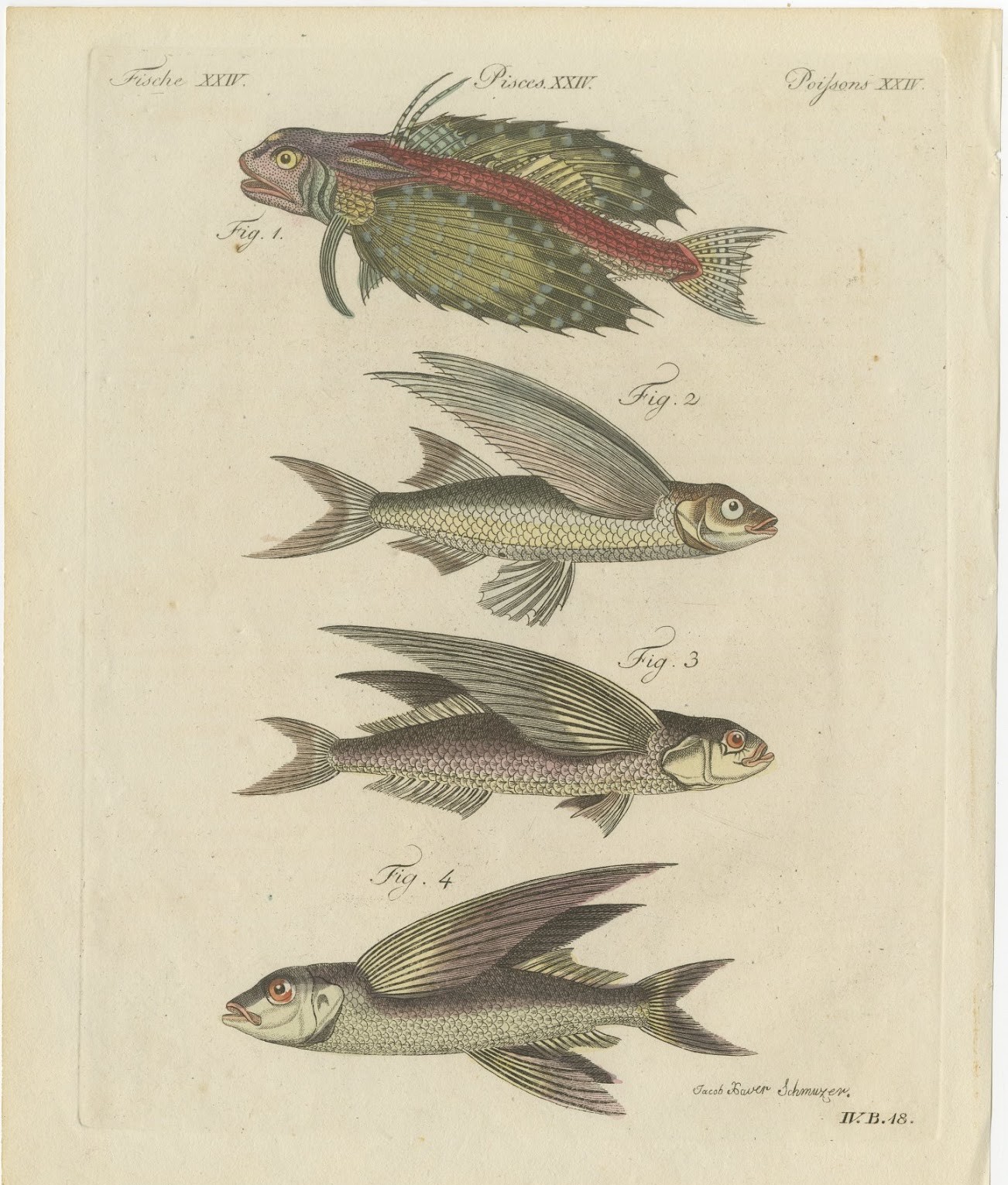 Flying Fish with a Flying Gurnard, Antique Bertuch Print, circa 1805