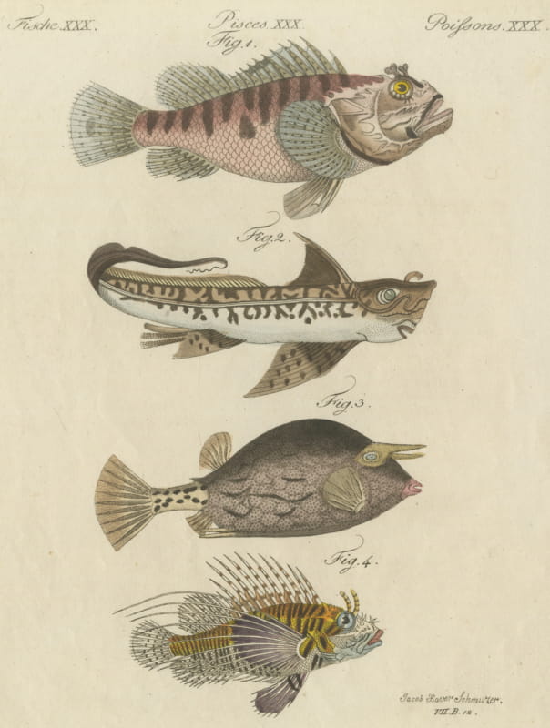 Lionfish, Chimaera, Scorpionfish and Boxfish, Antique Bertuch Print, circa 1805