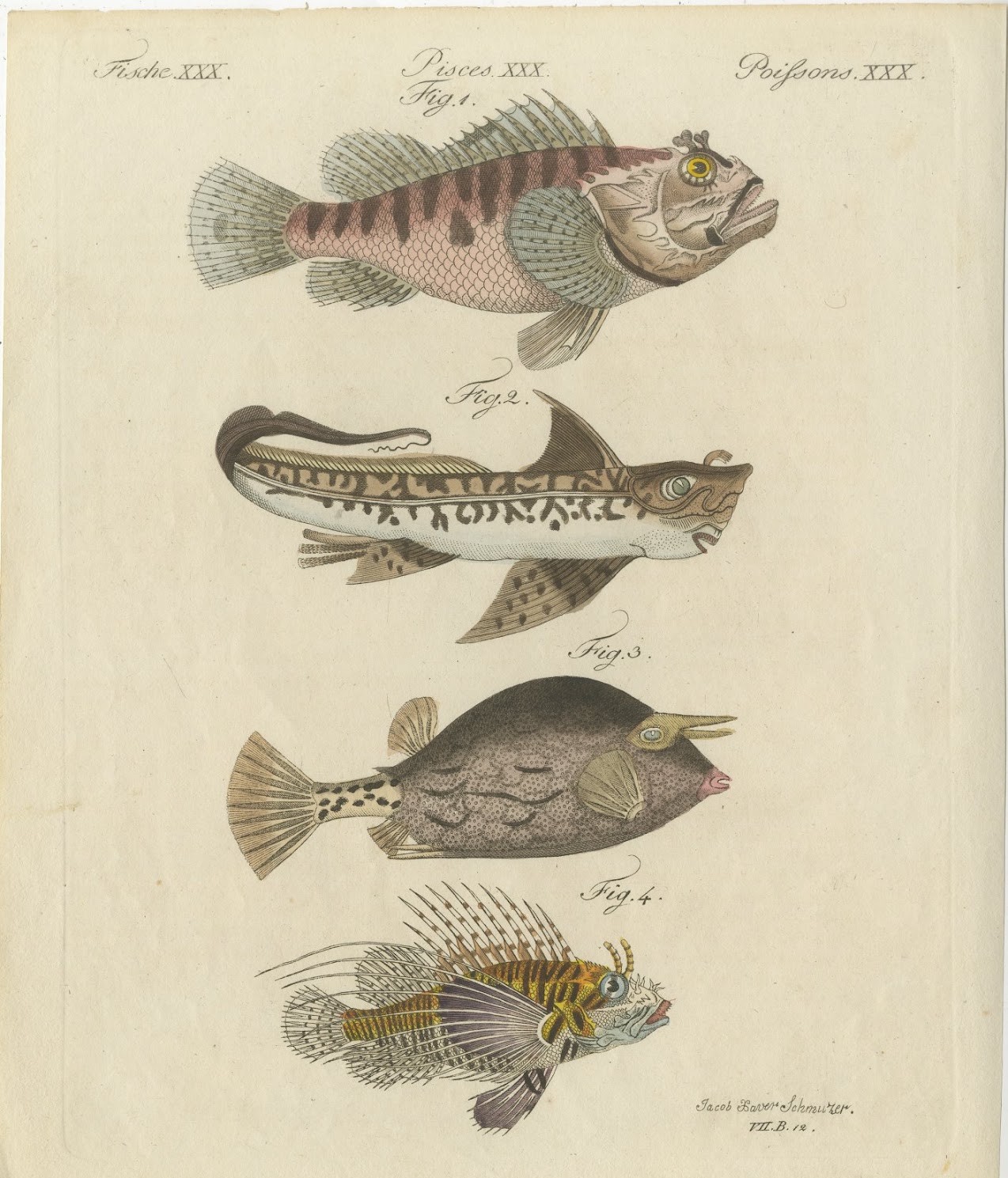 Lionfish, Chimaera, Scorpionfish and Boxfish, Antique Bertuch Print, circa 1805