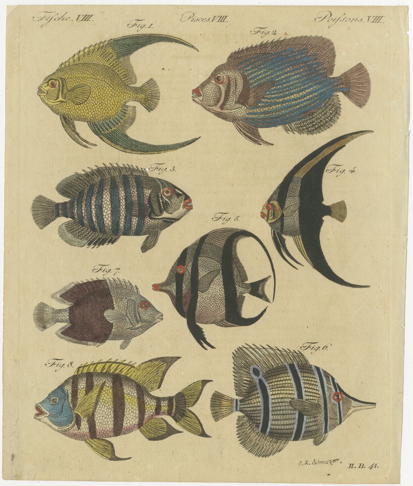 Angelfish, Butterflyfish and Moorish Idol, Antique Bertuch Print, circa 1805