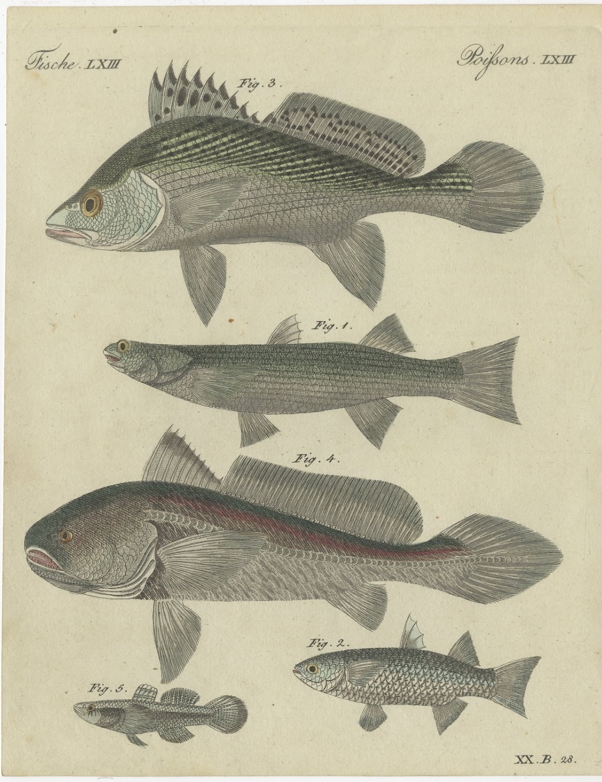 Five Spiny Finned Fishes, Antique Bertuch Print, circa 1820