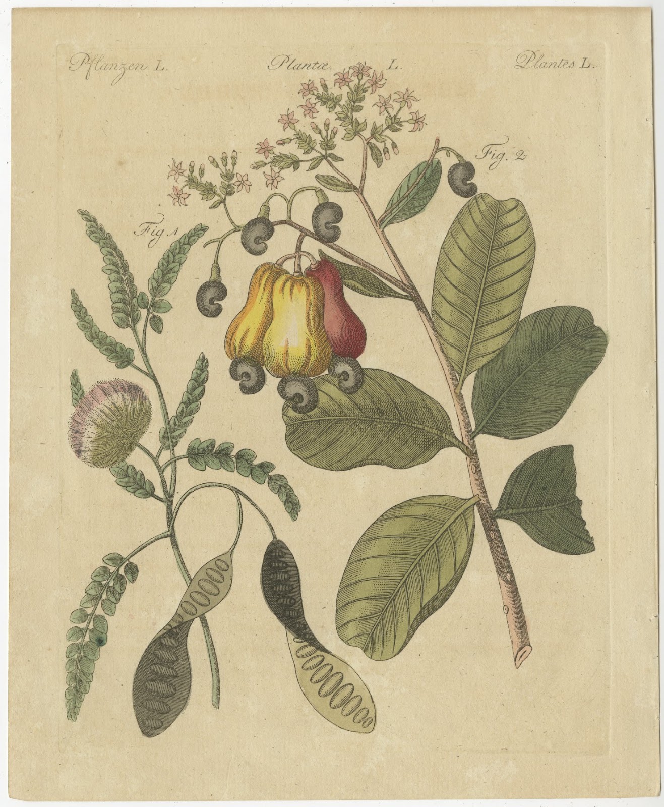 Cashew Apple and Nut with Acacia, Antique Bertuch Print, circa 1805