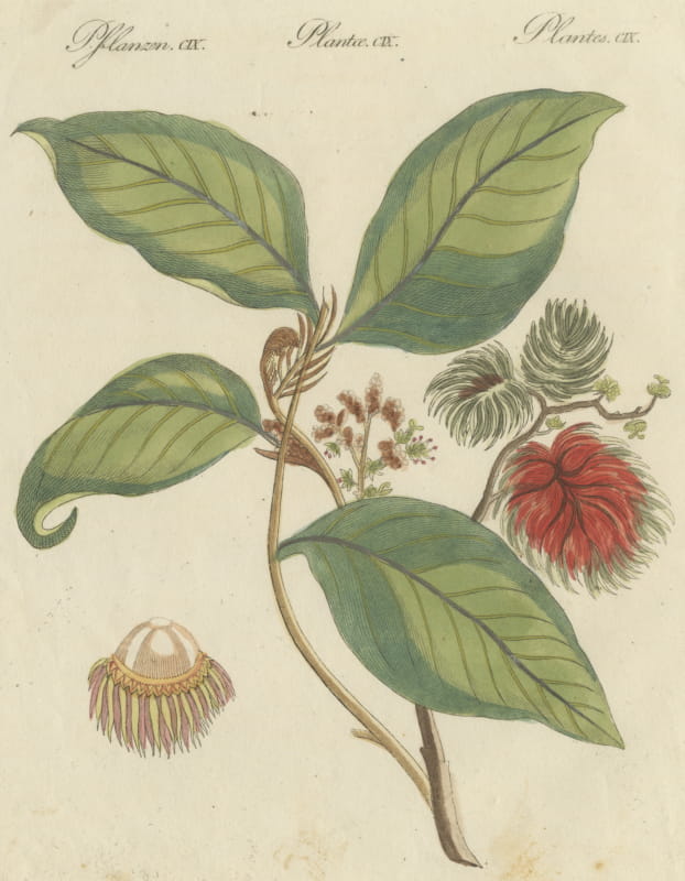 Rambutan Tropical Fruit Branch, Antique Bertuch Print, circa 1810