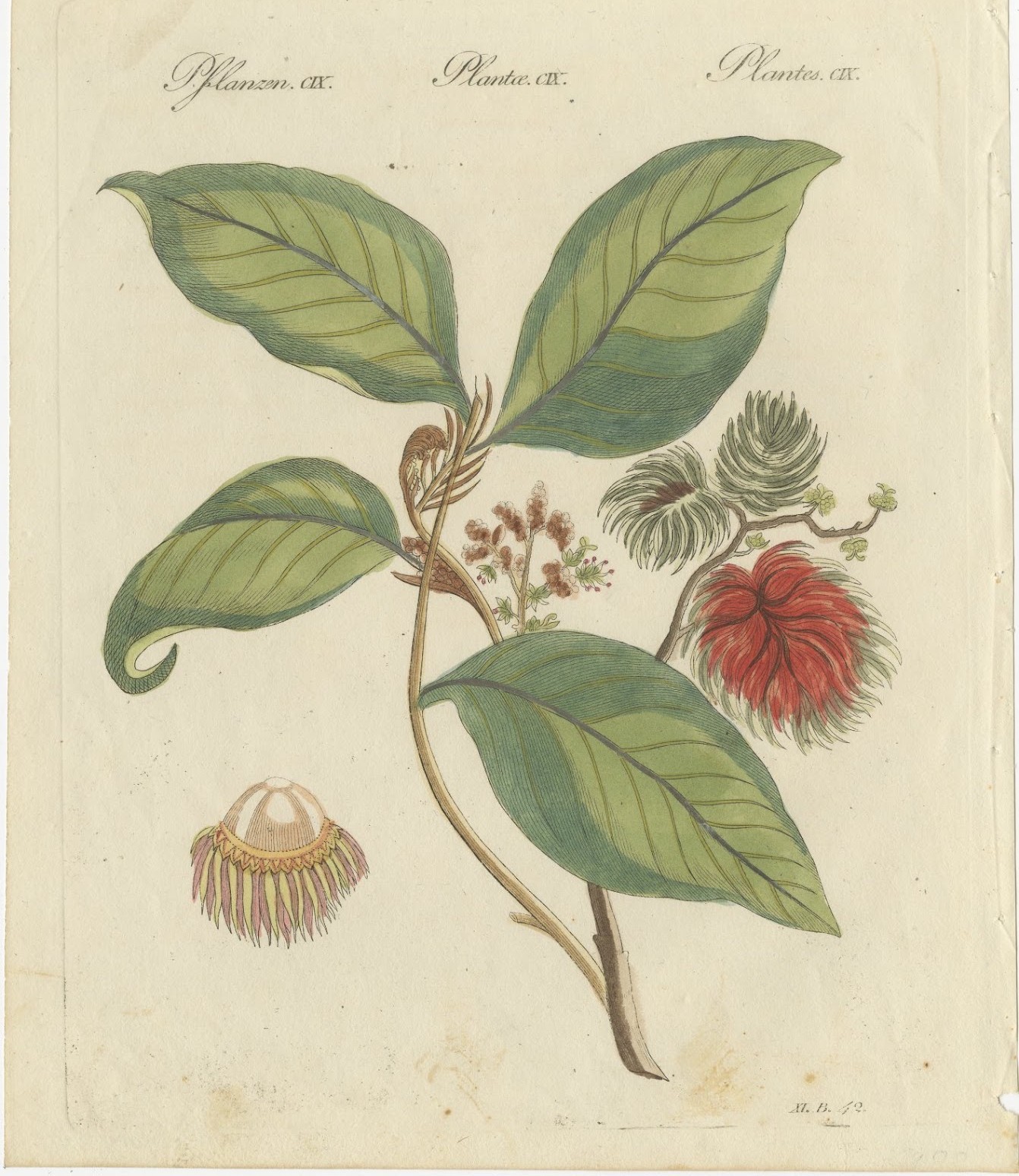 Rambutan Tropical Fruit Branch, Antique Bertuch Print, circa 1810