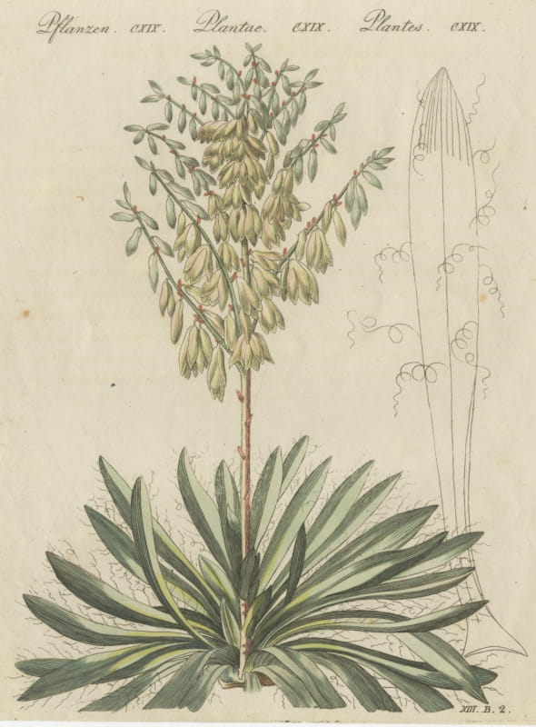 Yucca Adam's Needle in Full Flower, Antique Bertuch Print, circa 1812