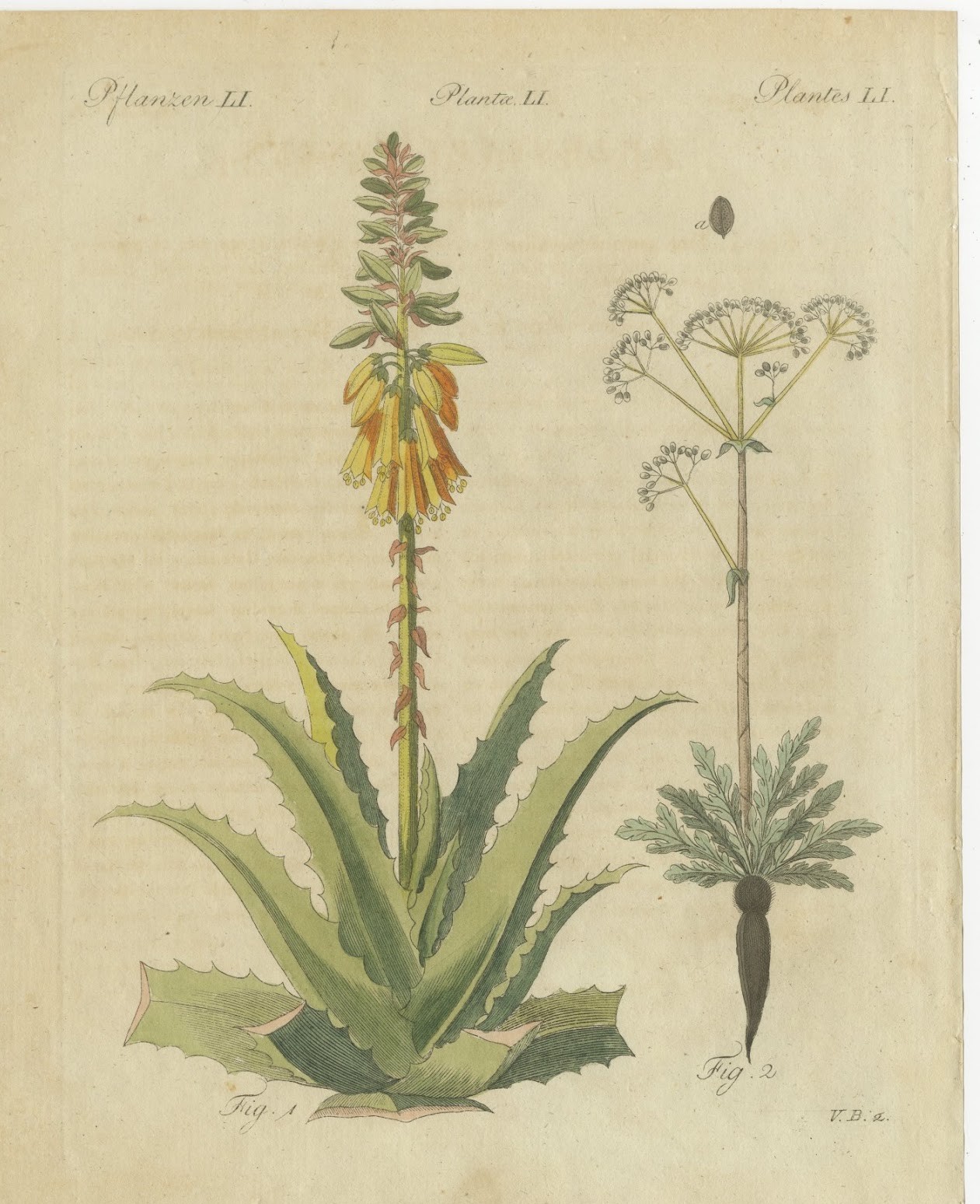 Flowering Aloe with Umbellifer, Antique Bertuch Print, circa 1805
