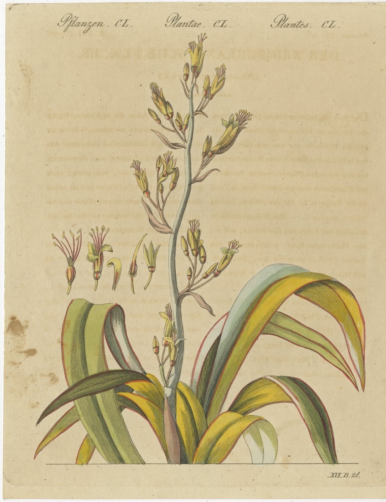 New Zealand Flax with Flower Details, Antique Bertuch Print, circa 1815