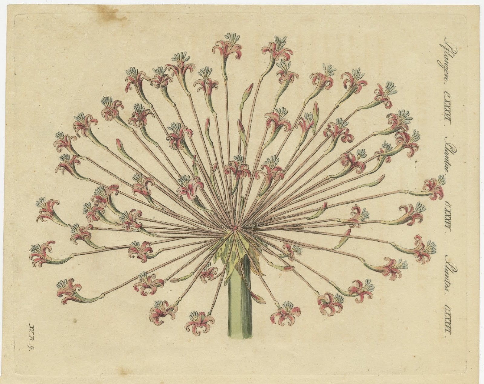 Brunsvigia Candelabra Lily Flower Head, Antique Bertuch Print, circa 1815