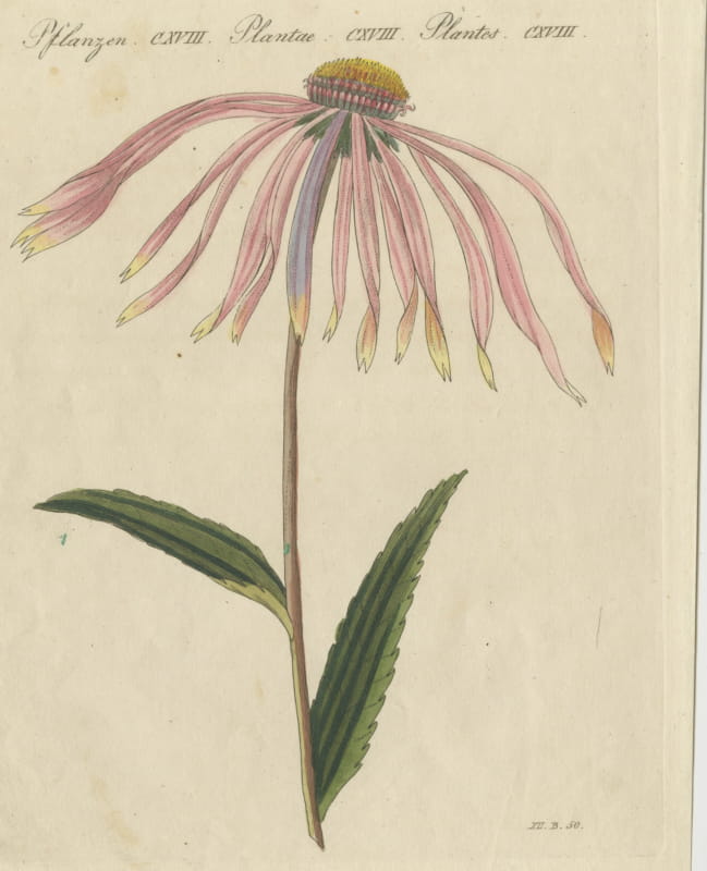 Purple Coneflower Echinacea, Antique Bertuch Print, circa 1810