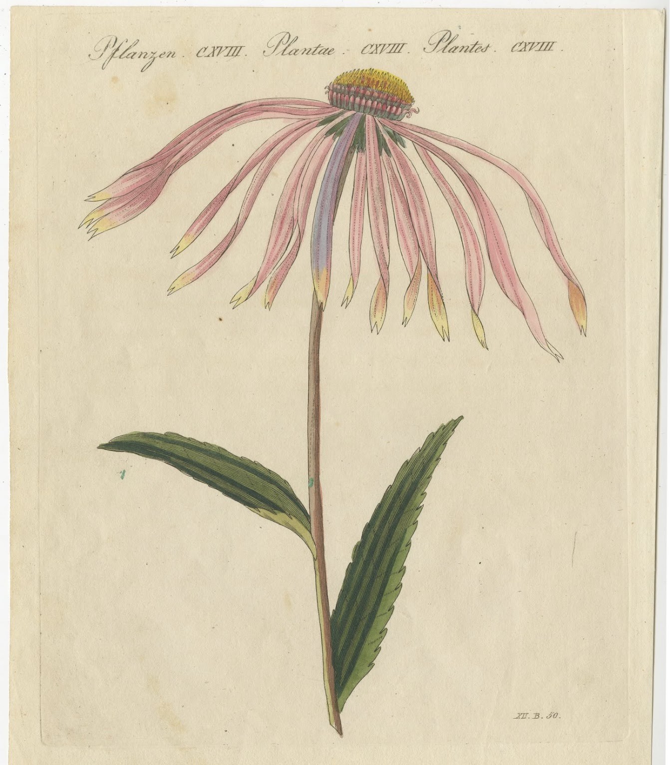 Purple Coneflower Echinacea, Antique Bertuch Print, circa 1810