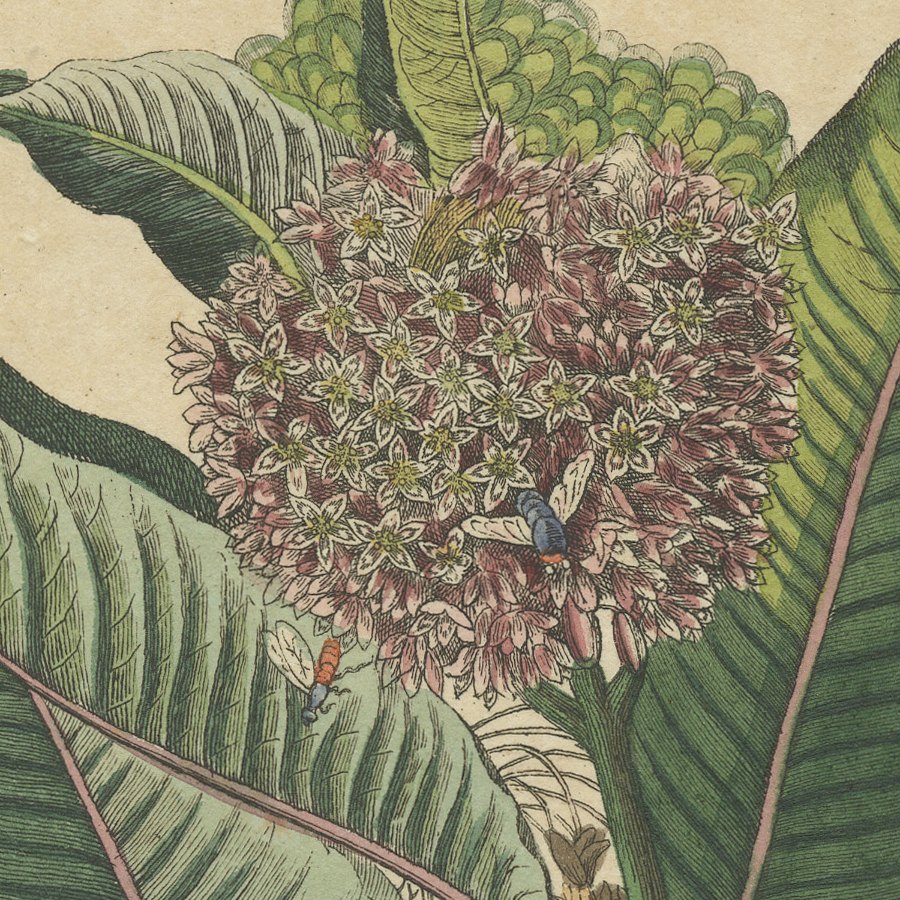 Common Milkweed with Seed Pods and Details, Antique Bertuch Print, circa 1818, view 3