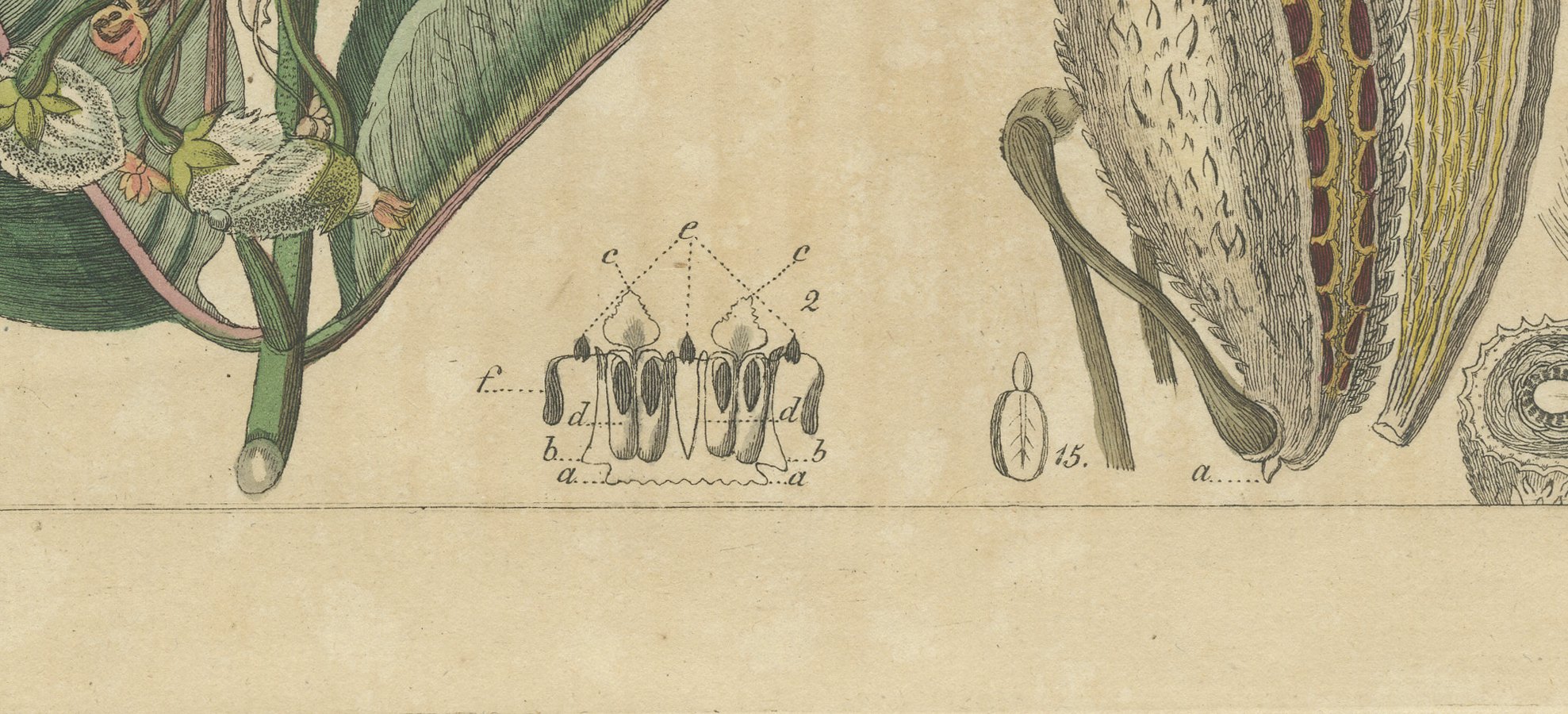 Common Milkweed with Seed Pods and Details, Antique Bertuch Print, circa 1818, view 4