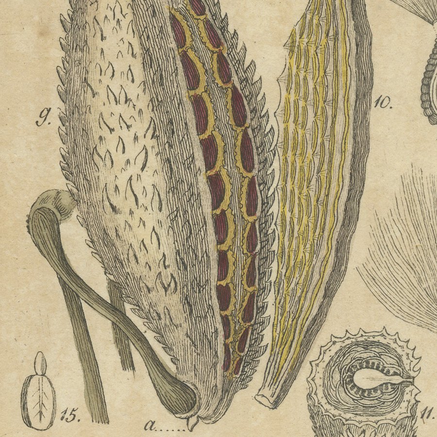 Common Milkweed with Seed Pods and Details, Antique Bertuch Print, circa 1818, view 5