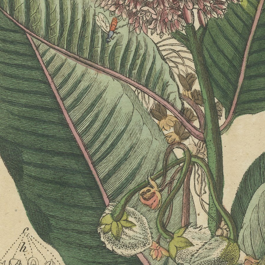 Common Milkweed with Seed Pods and Details, Antique Bertuch Print, circa 1818, view 6