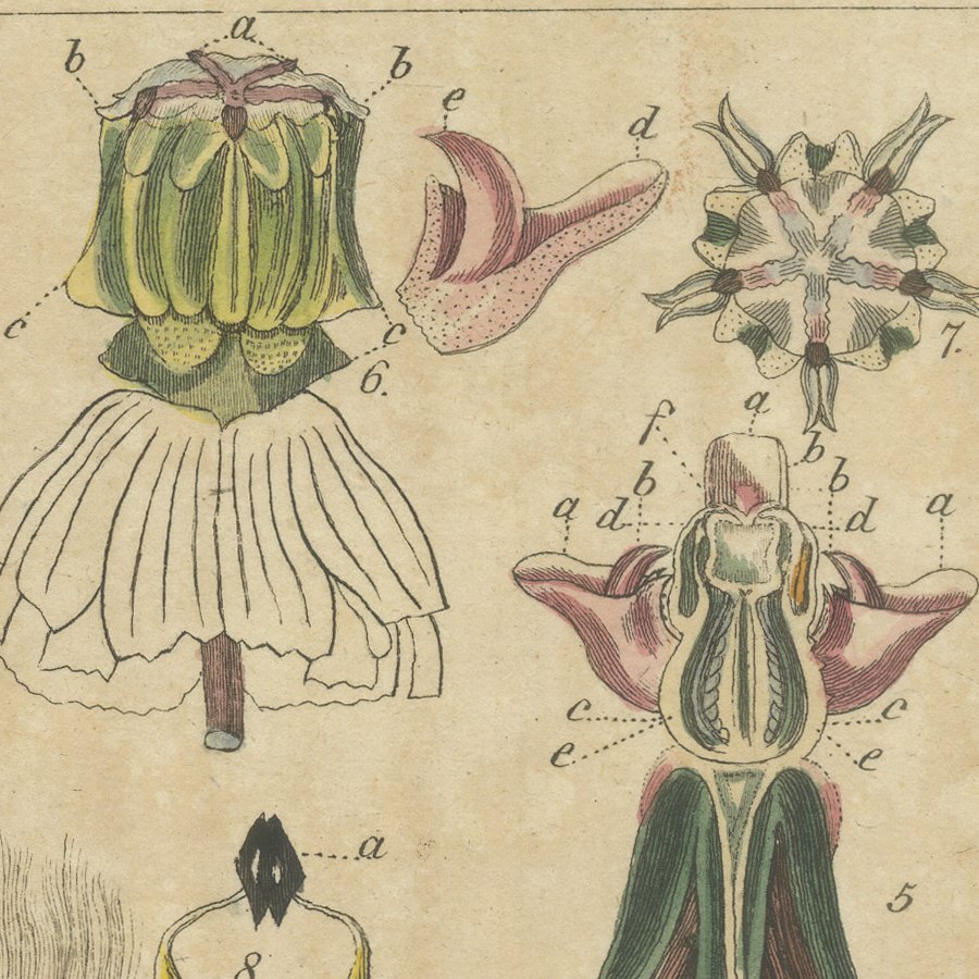 Common Milkweed with Seed Pods and Details, Antique Bertuch Print, circa 1818, view 7