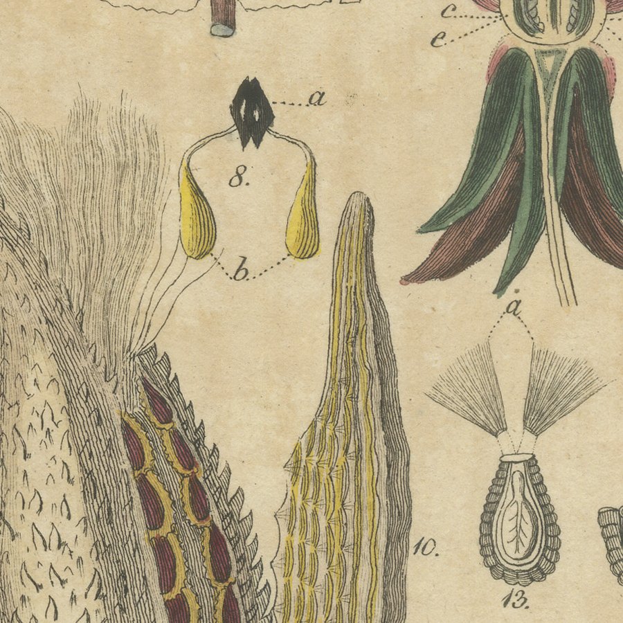 Common Milkweed with Seed Pods and Details, Antique Bertuch Print, circa 1818, view 8