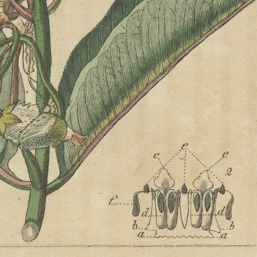 Common Milkweed with Seed Pods and Details, Antique Bertuch Print, circa 1818, view 9