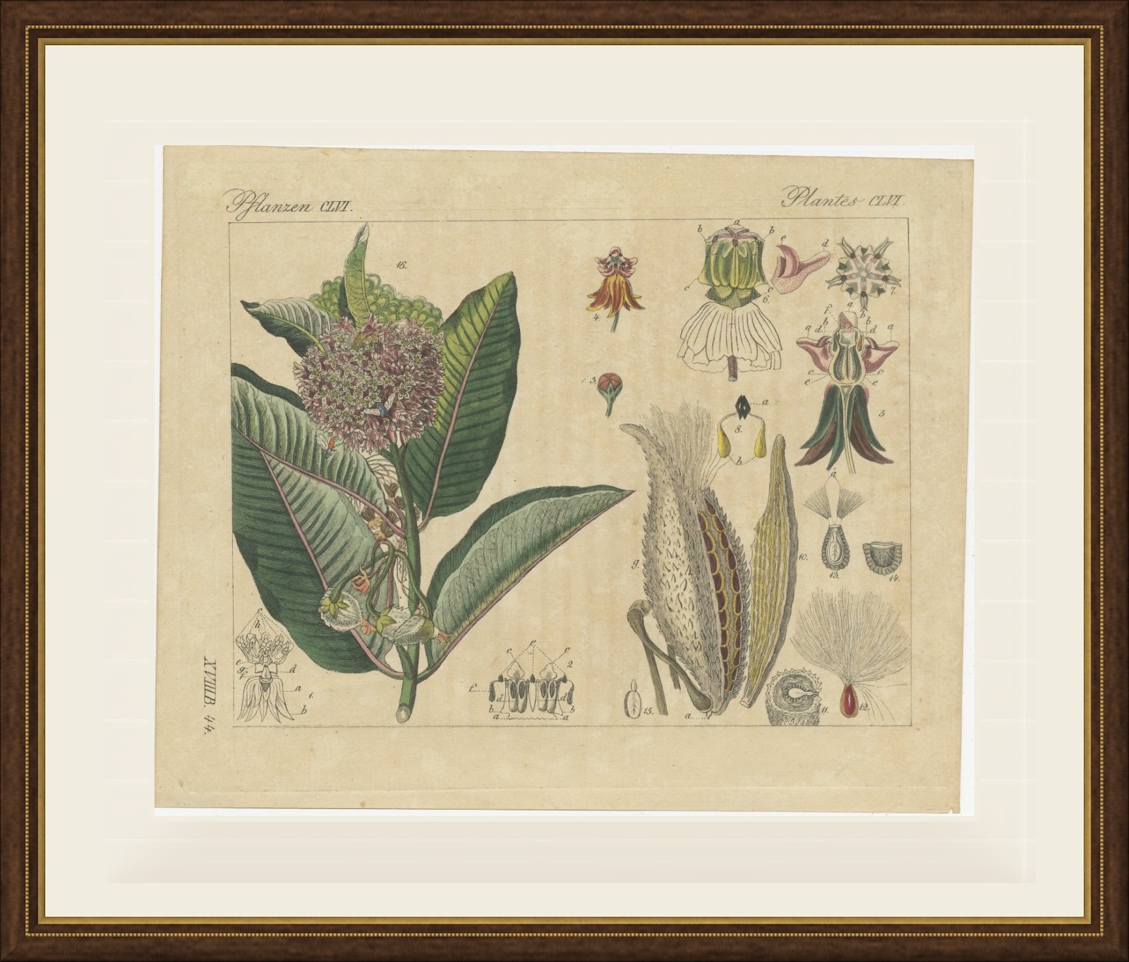 Common Milkweed with Seed Pods and Details, Antique Bertuch Print, circa 1818, view 2