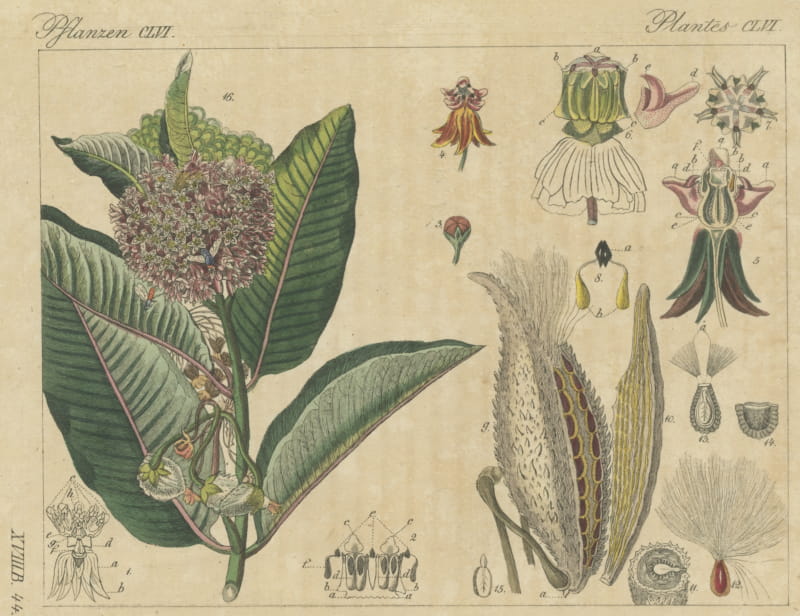 Common Milkweed with Seed Pods and Details, Antique Bertuch Print, circa 1818