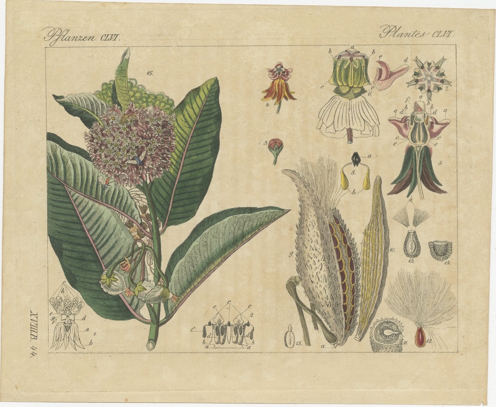 Common Milkweed with Seed Pods and Details, Antique Bertuch Print, circa 1818