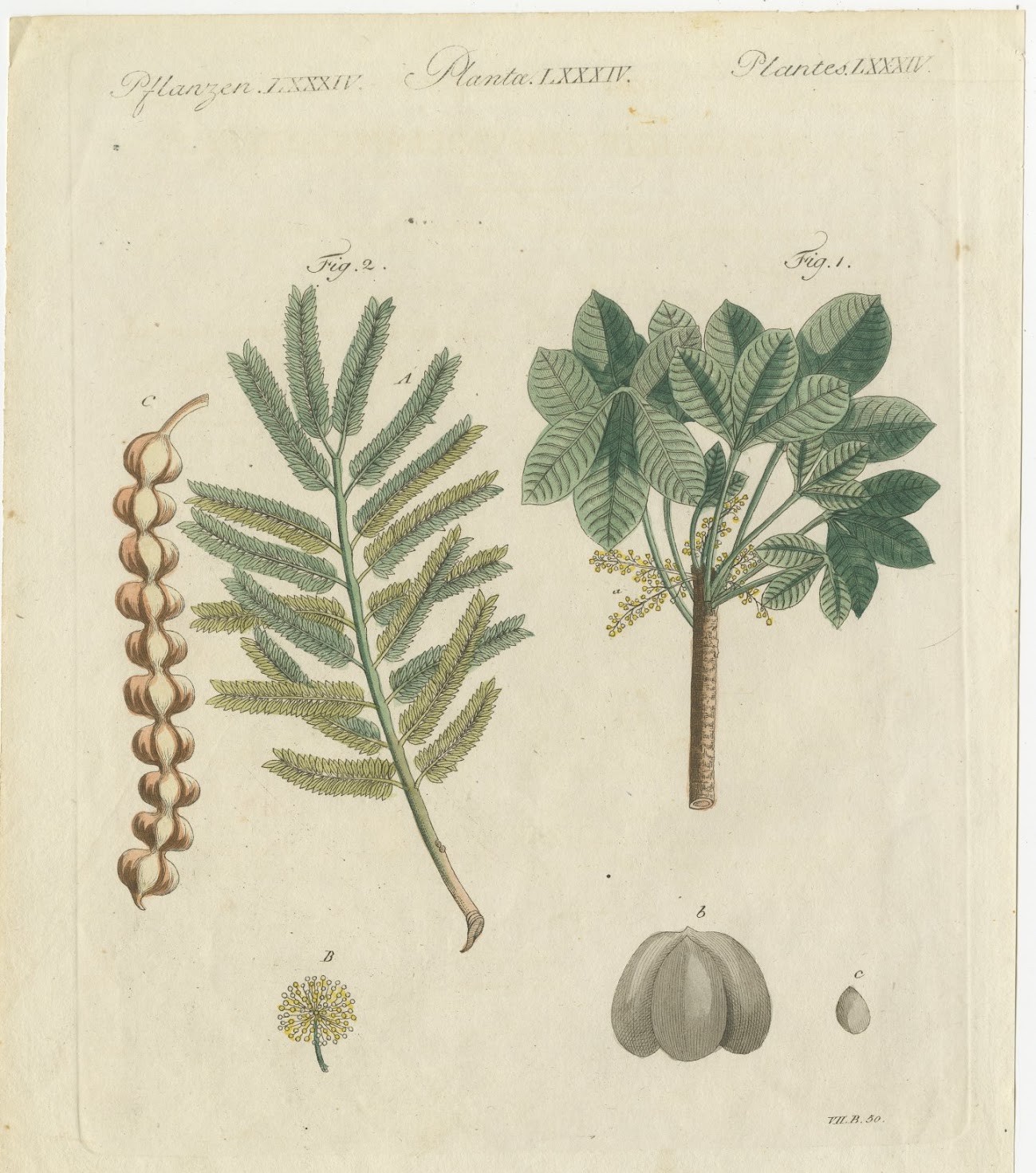 Rubber Tree and Gum Arabic Acacia, Antique Bertuch Print, circa 1805