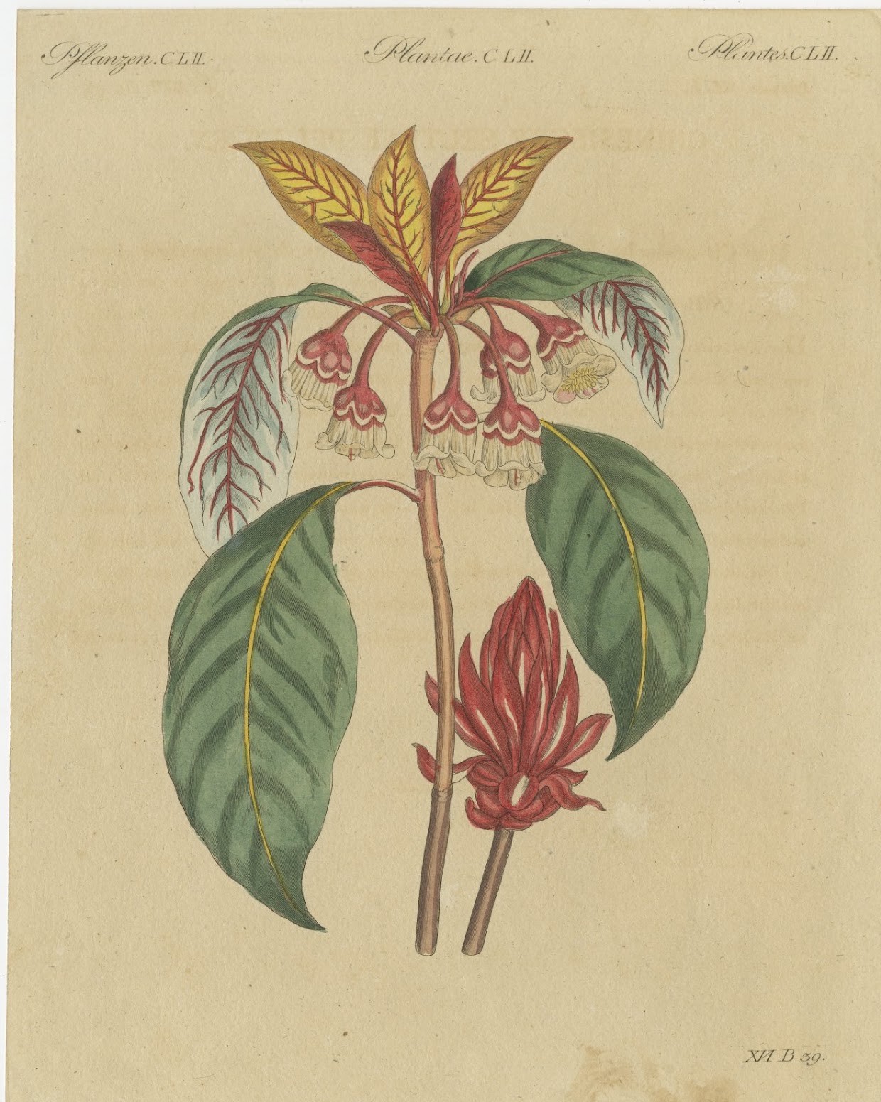 Flowering Shrub with Red Blossom, Antique Bertuch Print, circa 1815