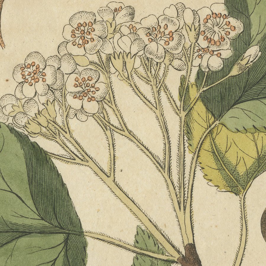 Whitebeam and Wild Service Tree in Blossom, Antique Bertuch Print, circa 1815, view 3