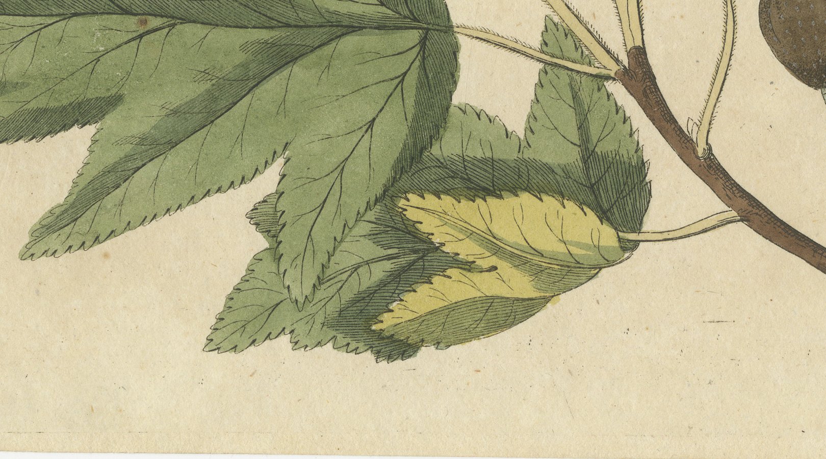 Whitebeam and Wild Service Tree in Blossom, Antique Bertuch Print, circa 1815, view 4