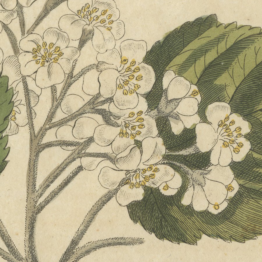 Whitebeam and Wild Service Tree in Blossom, Antique Bertuch Print, circa 1815, view 5
