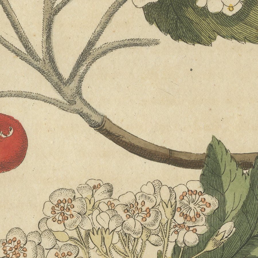 Whitebeam and Wild Service Tree in Blossom, Antique Bertuch Print, circa 1815, view 6